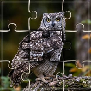 Jigshow_Puzzle