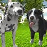 dog-simulator-3d-logo